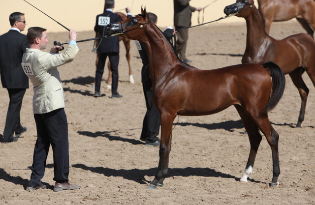 2013 Scottsdale Arabian Horse Show