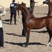 2013 Scottsdale Arabian Horse Show