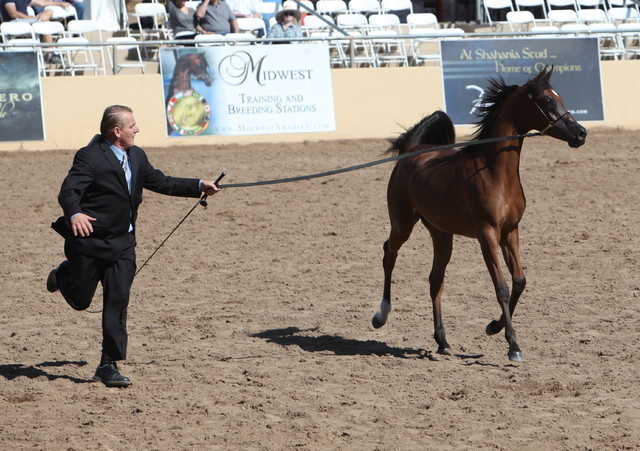 2013 Scottsdale Arabian Horse Show