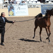 2013 Scottsdale Arabian Horse Show