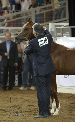 2013 Scottsdale Arabian Horse Show