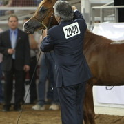 2013 Scottsdale Arabian Horse Show