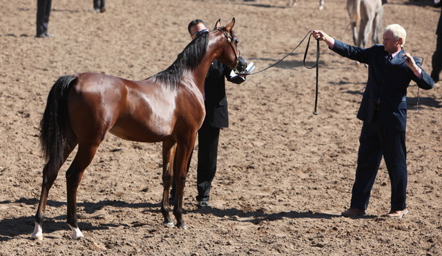 2013 Scottsdale Arabian Horse Show