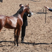 2013 Scottsdale Arabian Horse Show
