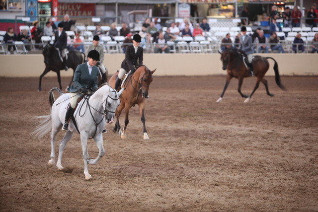 2013 Scottsdale Arabian Horse Show