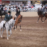 2013 Scottsdale Arabian Horse Show