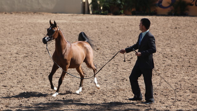 2013 Scottsdale Arabian Horse Show