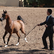 2013 Scottsdale Arabian Horse Show