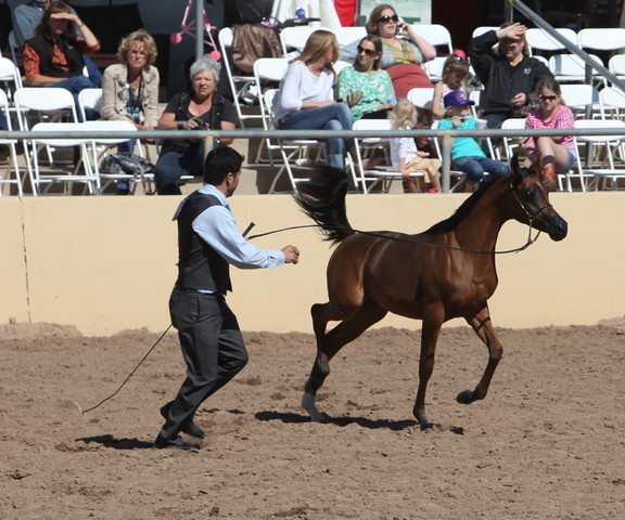 2013 Scottsdale Arabian Horse Show