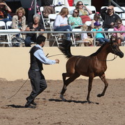 2013 Scottsdale Arabian Horse Show