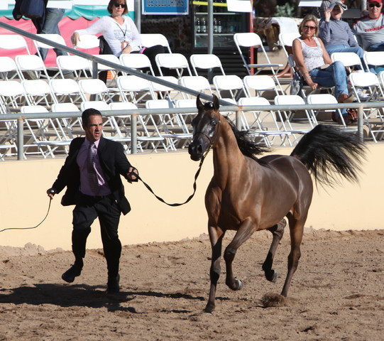 2013 Scottsdale Arabian Horse Show