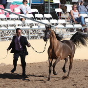 2013 Scottsdale Arabian Horse Show