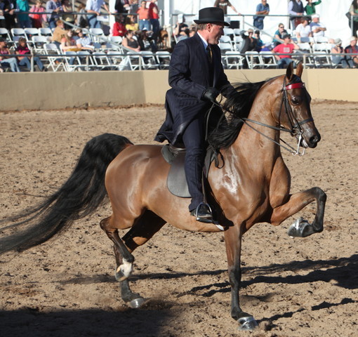 2013 Scottsdale Arabian Horse Show