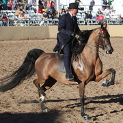 2013 Scottsdale Arabian Horse Show