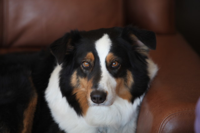 2013 Scottsdale Arabian Horse Show