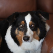 2013 Scottsdale Arabian Horse Show