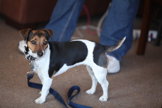 2013 Scottsdale Arabian Horse Show