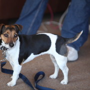 2013 Scottsdale Arabian Horse Show