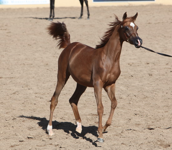 2013 Scottsdale Arabian Horse Show