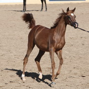 2013 Scottsdale Arabian Horse Show