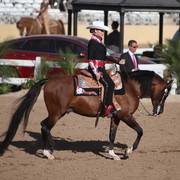 2013 Scottsdale Arabian Horse Show