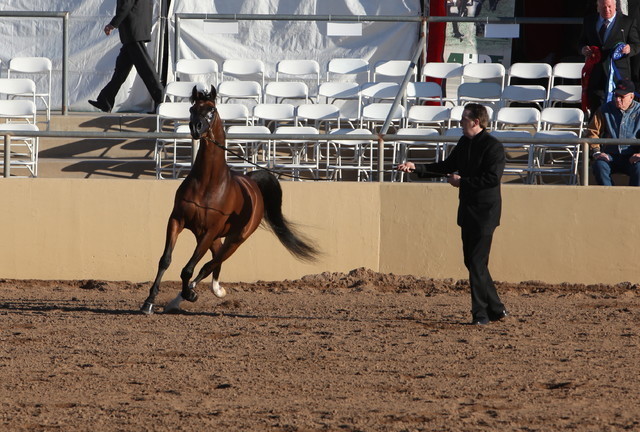 2013 Scottsdale Arabian Horse Show