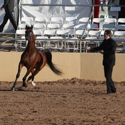 2013 Scottsdale Arabian Horse Show
