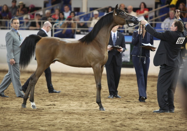 2013 Scottsdale Arabian Horse Show