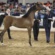 2013 Scottsdale Arabian Horse Show