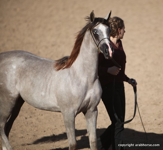 2013 Scottsdale Arabian Horse Show