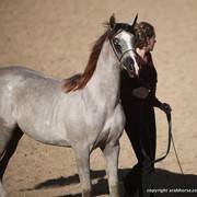 2013 Scottsdale Arabian Horse Show