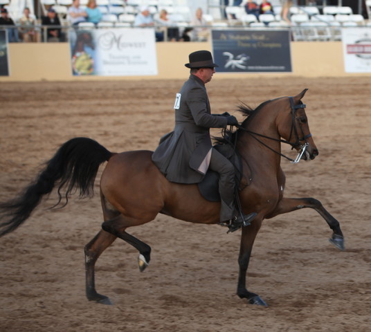 2013 Scottsdale Arabian Horse Show