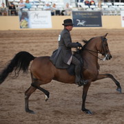 2013 Scottsdale Arabian Horse Show