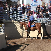 2013 Scottsdale Arabian Horse Show