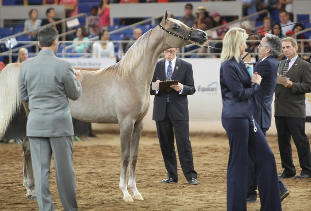 2013 Scottsdale Arabian Horse Show