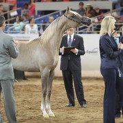 2013 Scottsdale Arabian Horse Show