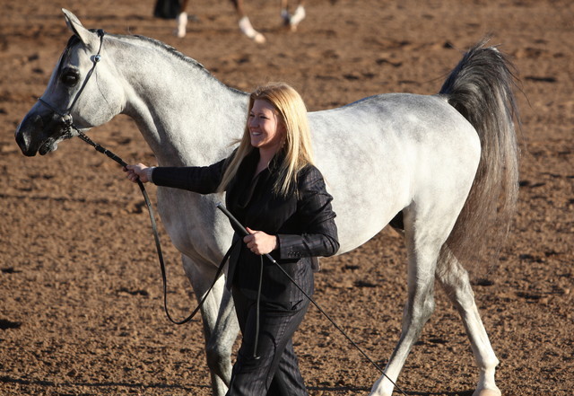 2013 Scottsdale Arabian Horse Show