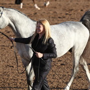 2013 Scottsdale Arabian Horse Show