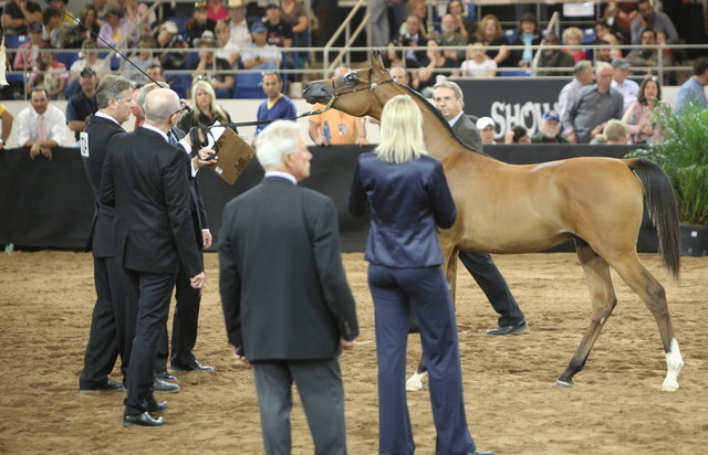 2013 Scottsdale Arabian Horse Show