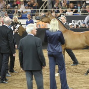 2013 Scottsdale Arabian Horse Show