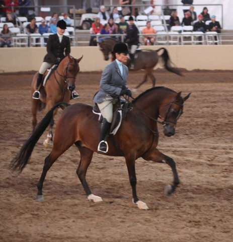2013 Scottsdale Arabian Horse Show
