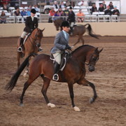 2013 Scottsdale Arabian Horse Show