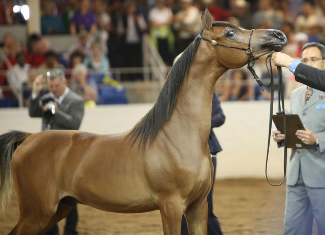 2013 Scottsdale Arabian Horse Show