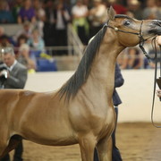 2013 Scottsdale Arabian Horse Show