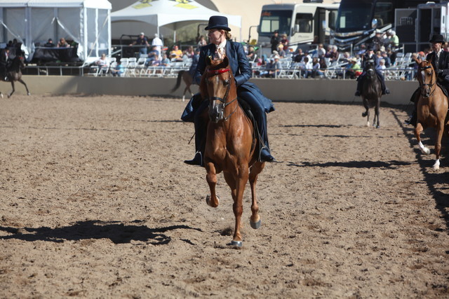 2013 Scottsdale Arabian Horse Show