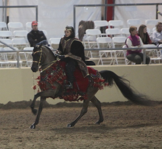 2013 Scottsdale Arabian Horse Show