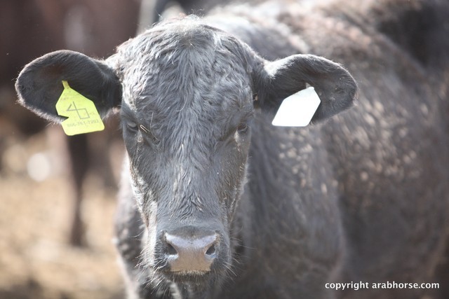 2013 Scottsdale Arabian Horse Show