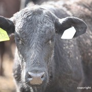 2013 Scottsdale Arabian Horse Show