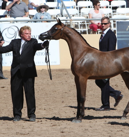 2013 Scottsdale Arabian Horse Show