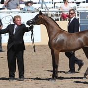 2013 Scottsdale Arabian Horse Show